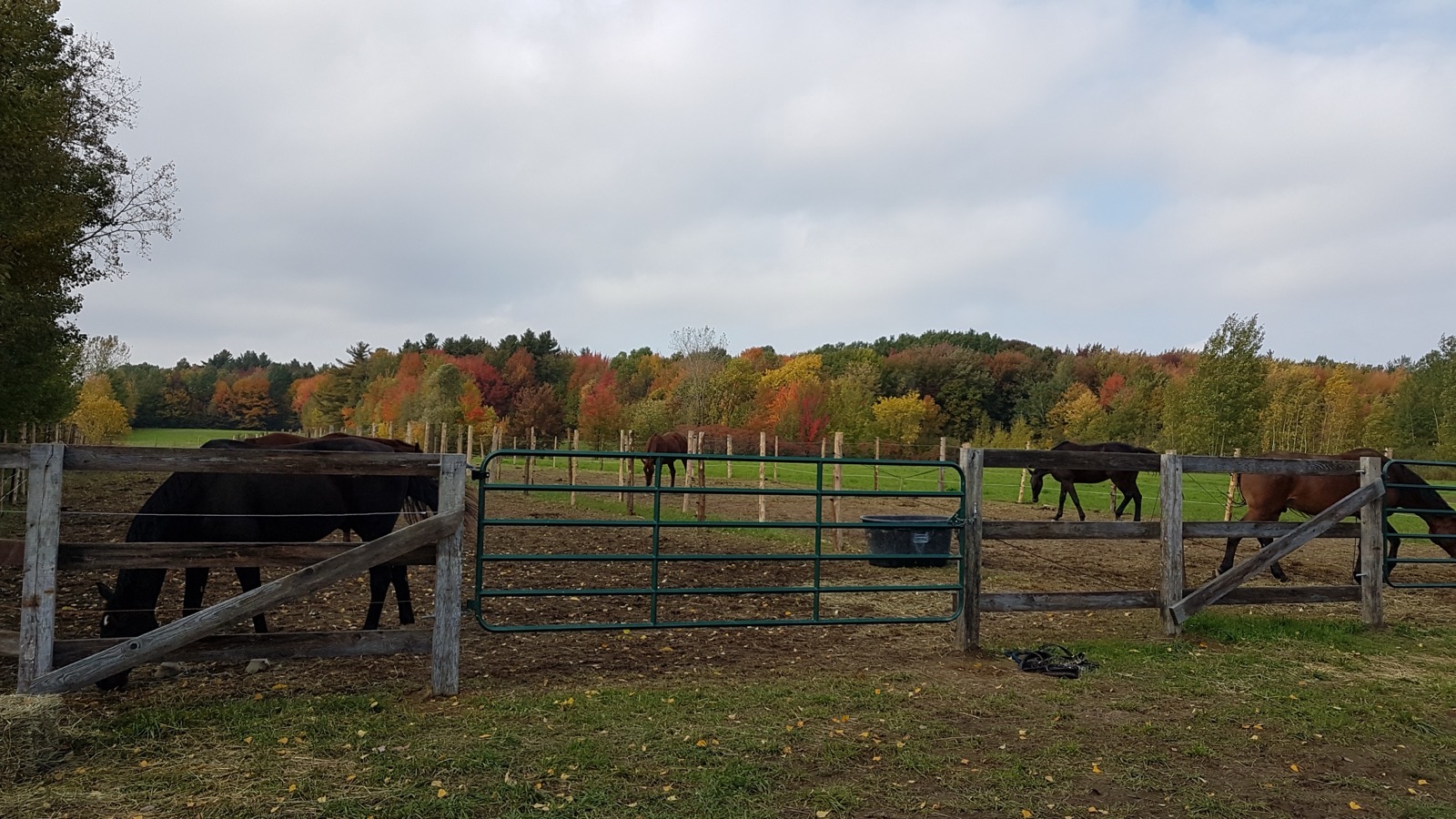 Pension pour chevaux